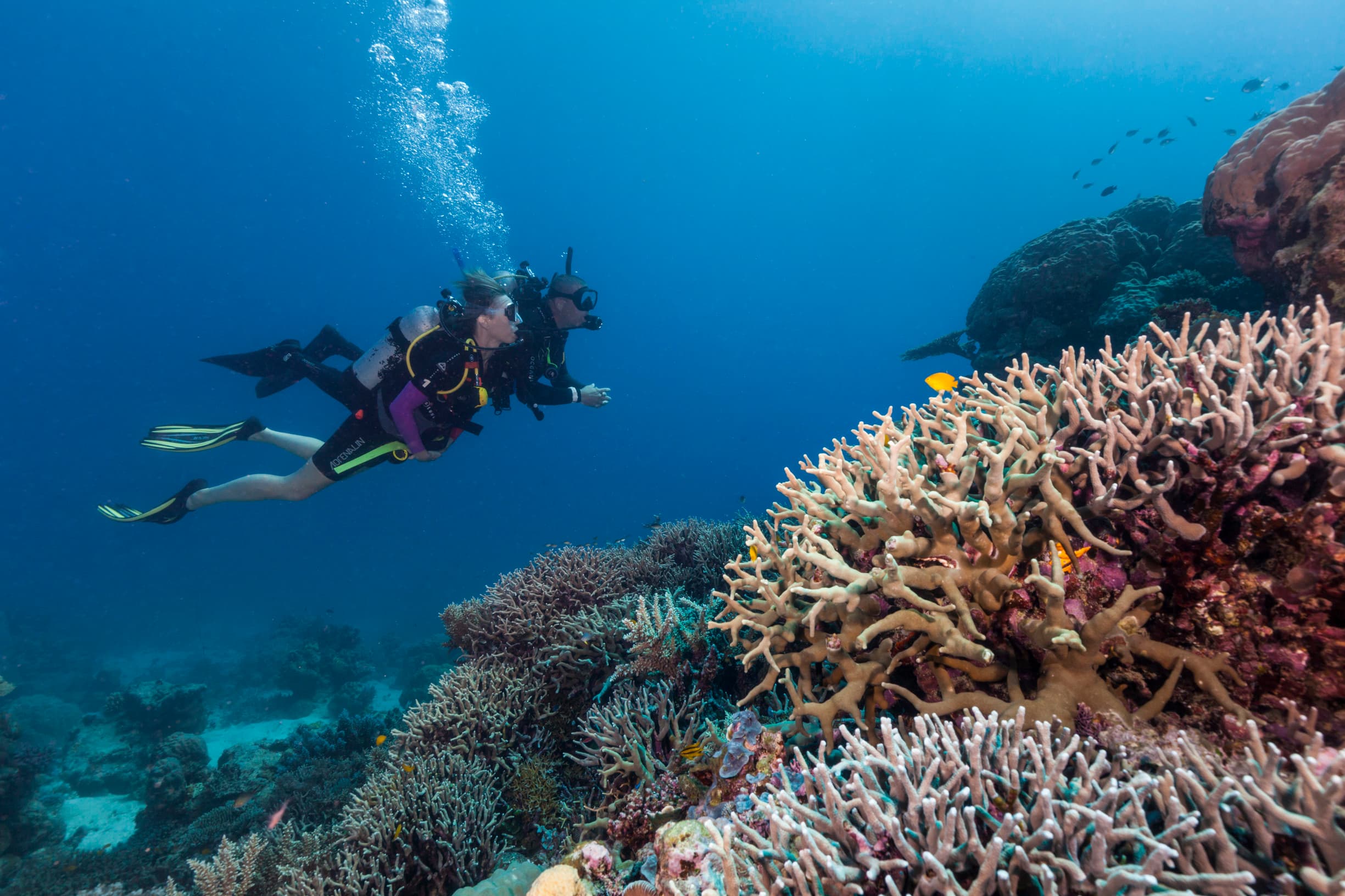 Exploring the Wonders of the Great Barrier Reef: A Diver's Paradise
